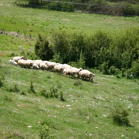 With Small Swimming Pool Private Terrace Garden And Sheep Holiday home